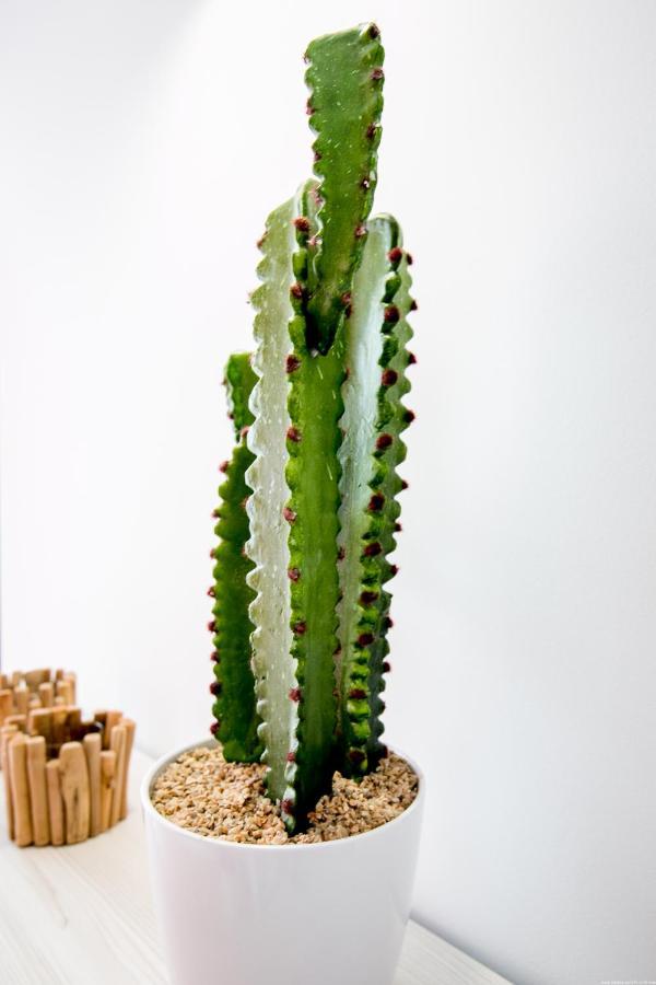 Cactus Apartment Сан Мигель Экстерьер фото